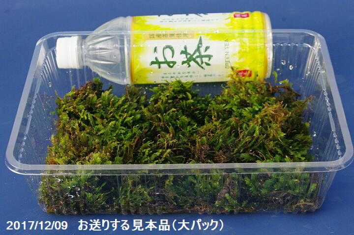 楽天市場】【京の苔】 トサカホウオウゴケ 小（S）パック（外径19cm 