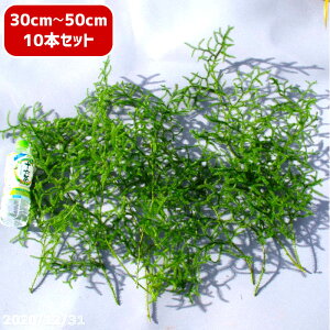 y\̔ 12{蔭ztbVI qJQmJY@30-50cm 10{yNX}X [X  [X ޗ   t[fUC AW  _  zy