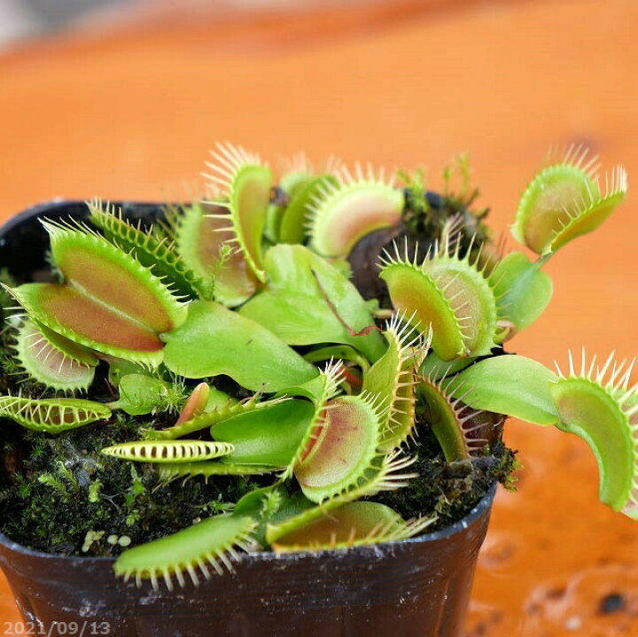 楽天市場 食虫植物 ハエトリグサ ハエトリソウ 3号 食虫植物 好日性半耐寒性宿根草 珍奇植物 石田精華園 楽天市場店