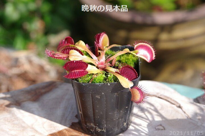 楽天市場 食虫植物 ハエトリグサ ハエトリソウ 3号 食虫植物 好日性半耐寒性宿根草 珍奇植物 ビザール プランツ 石田精華園 楽天市場店