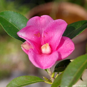  c@p̏ 4N}ؕc 5 75-80cm i엿tjyA`DAzy֕c coLzy~͑fށzyԁzyԖ؁zyrXPcoL ̏zy c؁zy炫z _kki