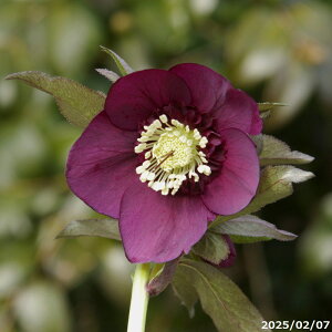 yiNo.9846zNX}X[YJԊ c|@bhZ~_u i25cm Ԍa6cmj4[|bg yK[fnCubhZ~_uzyRnēȀhzyϏhz