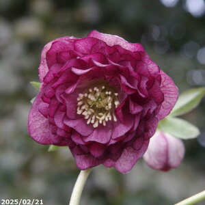 yiNo.6684zNX}X[YJԊ _@ىԃCJ[i22cm Ԍa5cmj4.5[|bg yzyK[fnCubh_uzyRnēȀhzyϏh