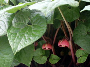 t^oAIC@1@3i9cmj@yt̎R쑐zyRnhzyA̐Az