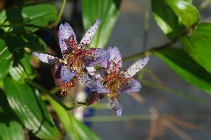 楽天市場 山野草 ホトトギス 江戸の花 3号 9cmポット 山草系宿根草 日陰の植物 石田精華園 楽天市場店