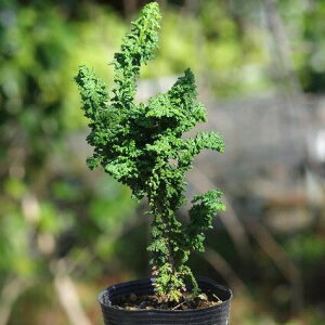 ZbJqmL@3(9cm|bg)@yΉw@ΉqmLzy~͑fށzy~j ~ czyۋʑfށzyRfށz