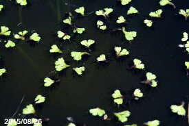 楽天市場 浮き草 花の通販 楽天市場 浮き草 花の通販