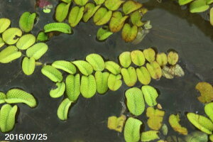 Ă̐A@TVE(kY)@5@yrIg[vzyV_AzyĔÄNzyVAz _mks