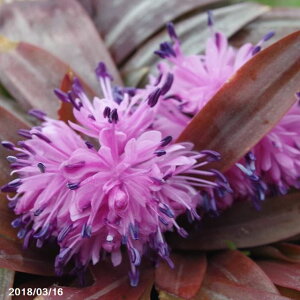 d炫VEWEoJ} ʗ@2.5|bgyt̎R쑐zyRnēAȁhzyϏhzyVF[hK[fhz