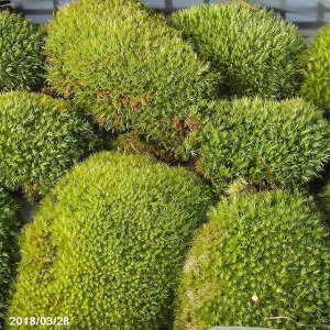 傫 IAnVKSP(}SP)@g[(35×52cm) @yۖ~́zyۃeEzyE뉀̑ہzyۃ{gzyVF[hK[fzyȂہzy}WESP?z