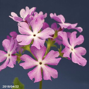苗 桜草の人気商品 通販 価格比較 価格 Com 苗 桜草の人気商品 通販 価格比較 価格 Com