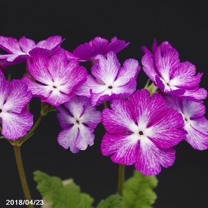楽天市場 日本桜草銘品 紫鑼 2株 3号深ポット苗 山草系夏半日陰の宿根草 日本サクラソウ銘品 サクラソウ苗 さくらそう苗 桜草苗 伝統園芸植物 古典園芸植物 石田精華園 楽天市場店