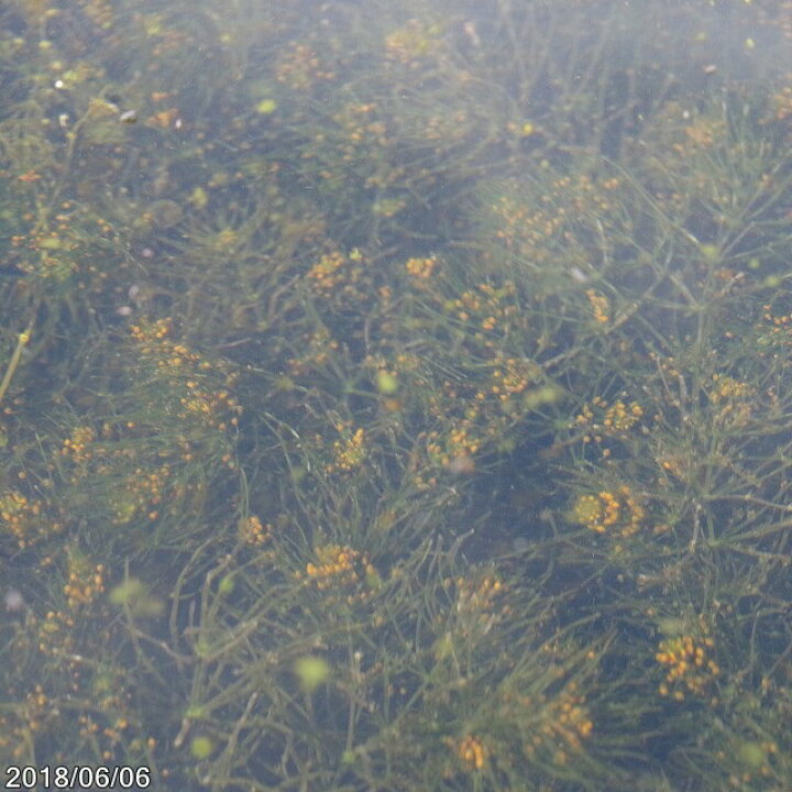 楽天市場 シャジクモ 10本 好日性 夏の水生植物 一年草 石田精華園 楽天市場店 楽天市場 シャジクモ 10本 好日性 夏の水生植物 一年草 石田精華園 楽天市場店