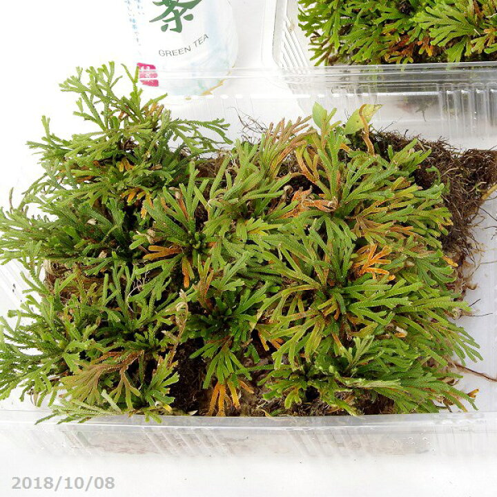 楽天市場 天然のイワヒバ B 大 L パック 外径27 5cm 19 3cm 四季の山野草 夏半日陰のシダ植物 石田精華園 楽天市場店