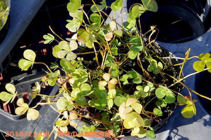 楽天市場 ウォータークローバー ムチカ 裸苗 冬期限定裸苗販売 春 秋の水生植物 水草 ビオトープ 浮葉 抽水植物 シダ 耐寒性宿根草 石田精華園 楽天市場店