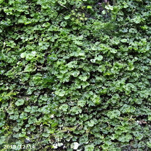 E`SP@iLjpbNiOa27.5cm×19.3cmj@yV_AzyeEzyA̐AzylG̎R쑐z