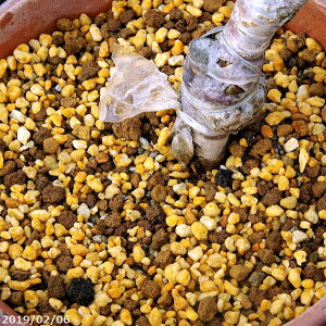 樹木・花木の土 18L(約11kg) 【長期肥料付】【弊園謹製 手練り】【用土・肥料】【椿・ツバキ】