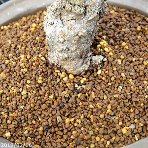 ~͂̓y@Gؗp@AILuh@()@5L@y|{y ~͗pyzyi~́z