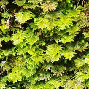 I qNWNSP@4(12cm)ۃJbv@yۃeEEۃ{gEEroEzyēȂہzyAz