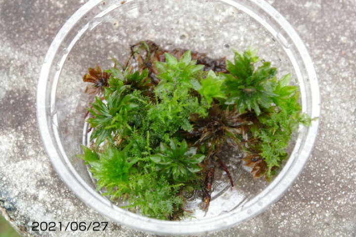 楽天市場 オオカサゴケ 大小7 8本 夏 秋休眠する日陰の苔 水中化できる苔 湿生植物 苔テラリウム 苔ボトリウム ビバリウム 石田精華園 楽天市場店