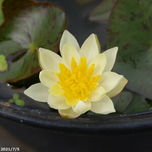 ԁ@qXC@sOAw{yc̔zy엿tzIBio[eB[[Wj10g2܁@yA tAzy@  XC @ cz