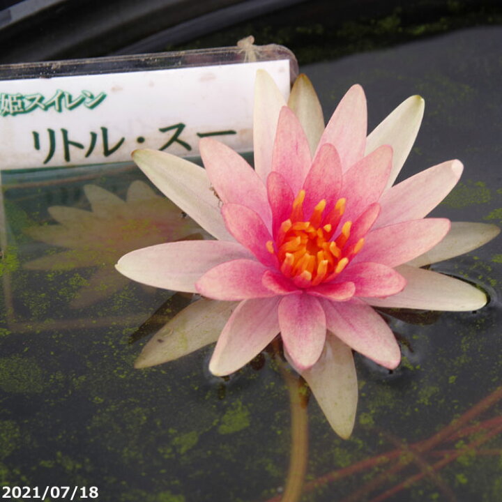 楽天市場 ヒメスイレン リトルスー 裸苗 裸苗販売 肥料付 Ib化成 バーティーラージ 10g入り2袋 水生植物 浮葉植物 睡蓮 すいれん 姫スイレン 姫睡蓮 苗 石田精華園 楽天市場店