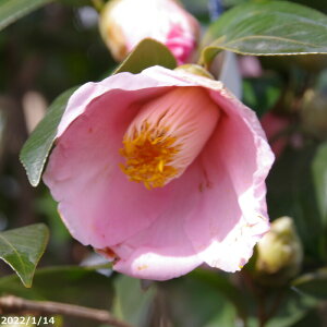 yiE_No.4930z  c@햞 }ؕc 12 210cm i엿tjyA`DAzy֕c coLzyA ؁zy Ԗ؁zyԁzy c؁zyssyю