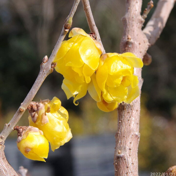 楽天市場 現品no 6440 庭木 苗木 マンゲツロウバイ 満月ロウバイ 高さ167cm 長期化成肥料付 送料無料 植木 庭木 樹木 花木 苗木 石田精華園 楽天市場店