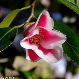 ց@c@啢 ̏@3N}ؕc@4 i엿tj@yA`DAzy֕c coLzy~͑fށzyԁzy~j~ czyԖ؁zyrXPcoL ̏zyց@c