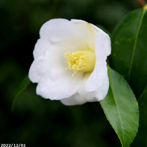  c@̏(B) 3N }ؕc 4 i엿tjyA`DAzy֕c coLzy~͑fށzyԁzyԖ؁zyrXPcoL ̏zy c؁z _kki