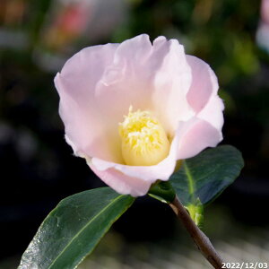 ց@c@̏i12~炫j@3N}ؕc@4i엿tj@yA`DAzy֕c coLzy~j~́Ei~͑fށzy␫E^zy~͑f  Ԗ؁zy