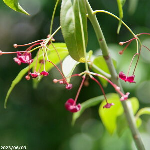 ヤクシマツリバナ(屋久島ツリバナ) 3号(9cmポット) 【盆栽素材】【ミニ 盆栽 苗】【花木】【日陰の植物】 【山野草】