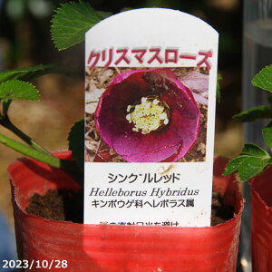 c| NX}X[Y̎c@bhVO 3 yK[fnCubhVOzyRnhzyȀhzyt̃K[fjOz