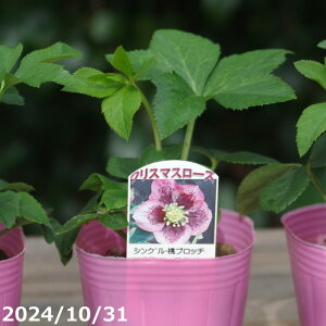 c| NX}X[Y̎c@sNVO ub`@3 yK[fnCubhVOzyRnhzyȀhzyt̃K[fjOz