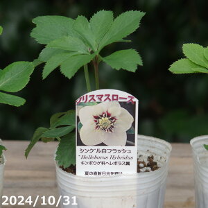 野田園芸 クリスマスローズの実生苗 ホワイトシングル フラッシュ系 3号 【ガーデンハイブリッドシングル】【山草系宿根草】【日陰の宿根草】【春のガーデニング】