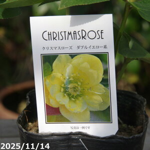 yő50%OFFN[|sIza NX}X[Y̎c@_uCG[ 3yK[fnCubh_uzyRnhzyȀhzyt̃K[fjOz