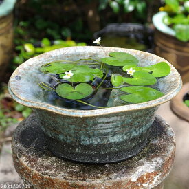 楽天市場 睡蓮鉢 ビオトープ 水草 植木鉢 プランター ガーデニング 農業 花 ガーデン Diyの通販