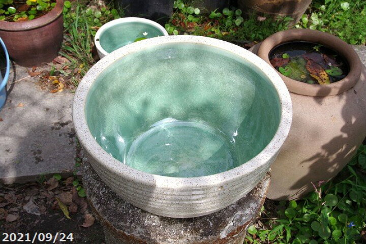 睡蓮鉢 めだか鉢 10号サイズ ビオトープ 信楽焼 水ばん 水生植物 水盤 水辺 水鉢 池 白かすみボールひねり水鉢 自然 花器 金魚 陶器鉢 贈呈 信楽焼