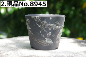 y10%OFFN[|Ώ `9/11zMy Aؔ  Iׂ@|V[Y @3.3iOa10cm 8cmjTiT[rXyR쑐 A T{e ~͔ Ԗ؎ؕc ʎc AKx 