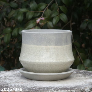 �y�ő�50%OFF�N�[�|�����s���I�z�v���X�K�[�f�� �~�j�X�����@�㉺�|���� ���}�b�g�ѓ����x�[�W�� 4�� + ��M �Z�b�g �T�i�T�[�r�X�@�M�y�� �A�ؔ� �y�K�[�f�j���O �ϗt�A�� �����A�� �z