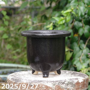 【クーポン発行中!〜10/30】楽風 観音竹鉢 6号 サナサービス 信楽焼 植木鉢 陶器 【山野草鉢 多肉植物鉢 サボテン鉢 盆栽鉢 花木樹木苗 果樹苗 アガベ 塊根植物 珍奇植物 ビザールプ