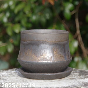 ���C�~���|�b�g �~�j�X���� �N�E�B�� �u���b�N�S�[���h 4�� + ��M �Z�b�g �T�i�T�[�r�X�@�M�y�� �A�ؔ��@�v���X�K�[�f��