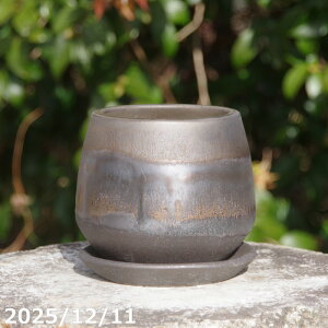 ���C�~���|�b�g �~�j�X���� �N�E�B�� �u���b�N/�S�[���h 4�� + ��M �Z�b�g �T�i�T�[�r�X�@�M�y�� �A�ؔ��@�v���X�K�[�f��