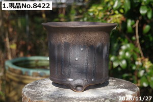 y7%OFFN[|ΏہI`12/15zIׂ \Ђ˂ʃr[h 6.5iOa20cm 18cmjTiT[rX@My AؔyR쑐 A T{e ~͔ ʎc AKx 򍪐Az