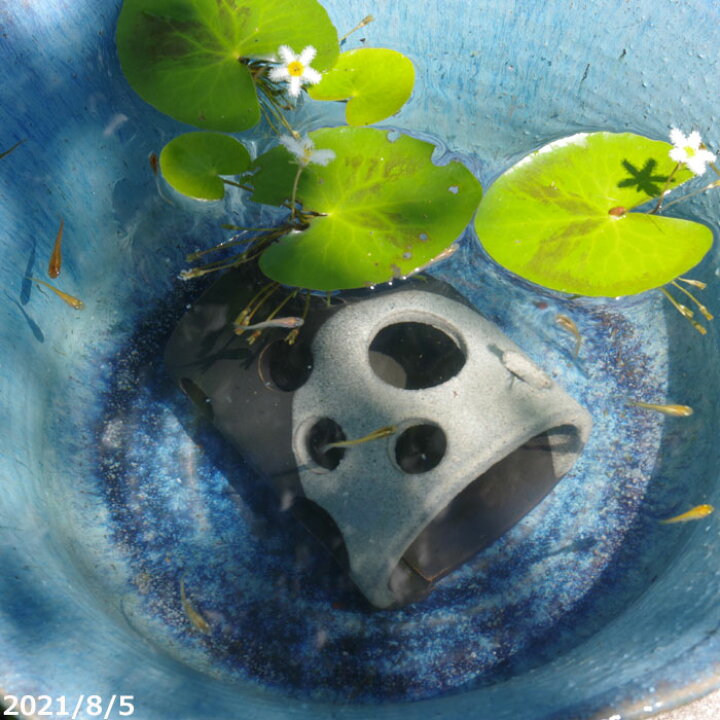 楽天市場 信楽焼 睡蓮鉢 めだかハウス横型 白黒 4号 12cm メダカ5匹サービス 死着保証無 メダカ メダカの家 メダカハウス メダカの隠れ家 めだかの家 信楽焼 石田精華園 楽天市場店