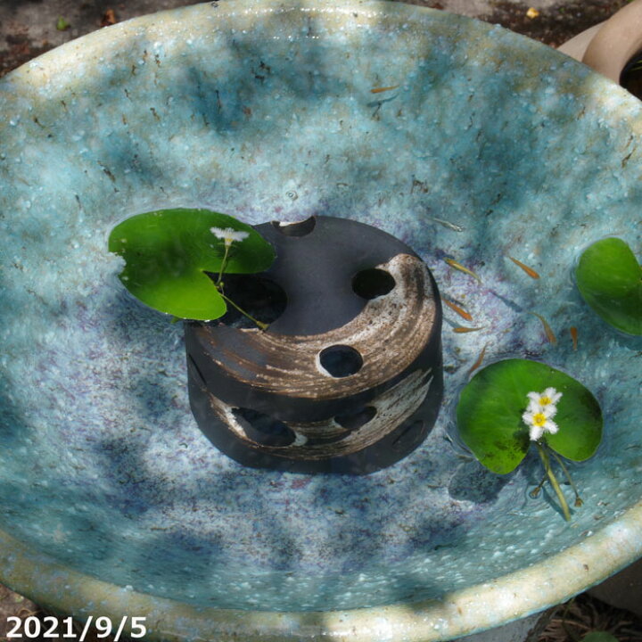 楽天市場 信楽焼 睡蓮鉢 めだかハウス 刷毛目 4号 メダカ5匹サービス 死着保証無 メダカ メダカの家 メダカハウス メダカの隠れ家 めだかの家 信楽焼 石田精華園 楽天市場店 楽天市場 信楽焼 睡蓮鉢 めだかハウス 刷毛目 4号 メダカ5匹サービス 死着保証無 メダカ メダカの家 メダカハウス メダカの隠れ家 めだかの家 信楽焼 石田精華園 楽天市場店