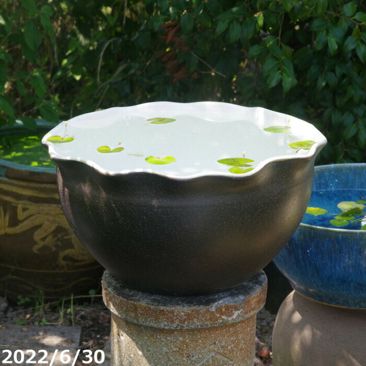 楽天市場】【あす楽対応】信楽焼 睡蓮鉢 陶器 大型 黒釉 波口小鉢 18号 