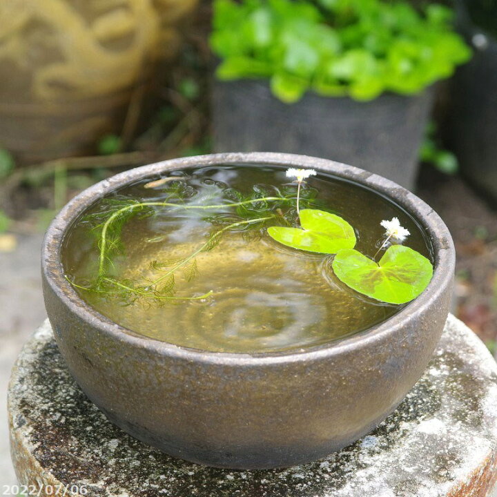 信楽焼 花器 生花 水草入れ 睡蓮鉢 大人気