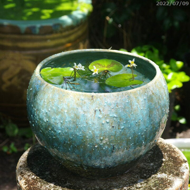 アウトレット・訳あり品》陶器睡蓮鉢【Lサイズ/17号/直径約51cm・ライトブルー】 水蓮鉢 すいれん鉢 金魚鉢 メダカ鉢 ライトグリーン パステル グリーン : チャオムン - 通販 - Yahoo!ショッピング 中古 USED 大きめ 水蓮鉢 メダカ鉢 ビオトープ 水鉢 蓮鉢 陶器製 受け皿付き 水抜き穴なし 青緑 ブルーグリーン 釉薬