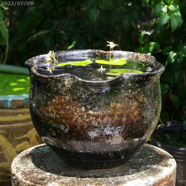 楽天市場 信楽焼 睡蓮鉢 手づくり 黒窯変 花型 水鉢 8号 水草 ガガブタ浮葉 キンギョモ メダカ5匹 死着保障なし プレゼント 送料無料 セット 水鉢 メダカ鉢 スイレン鉢 ビオトープ おしゃれ 屋外 メダカ 水槽 石田精華園 楽天市場店